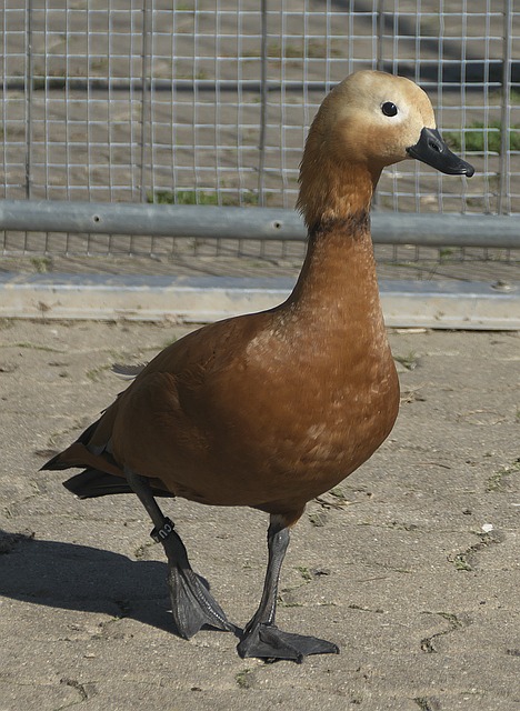 容和战术风